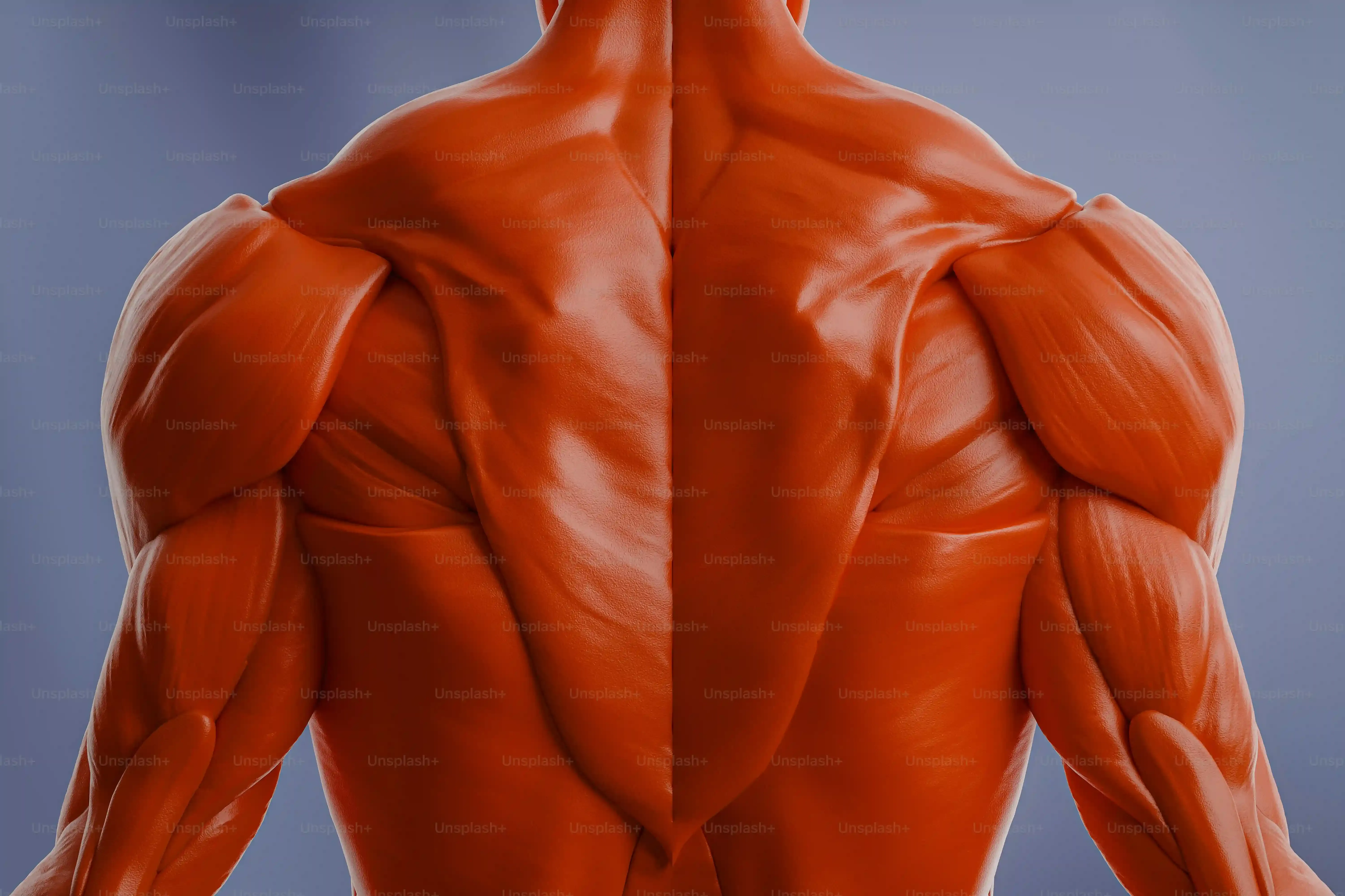 Callisthénie vs Musculation : Quelle méthode pour quel gain musculaire ?