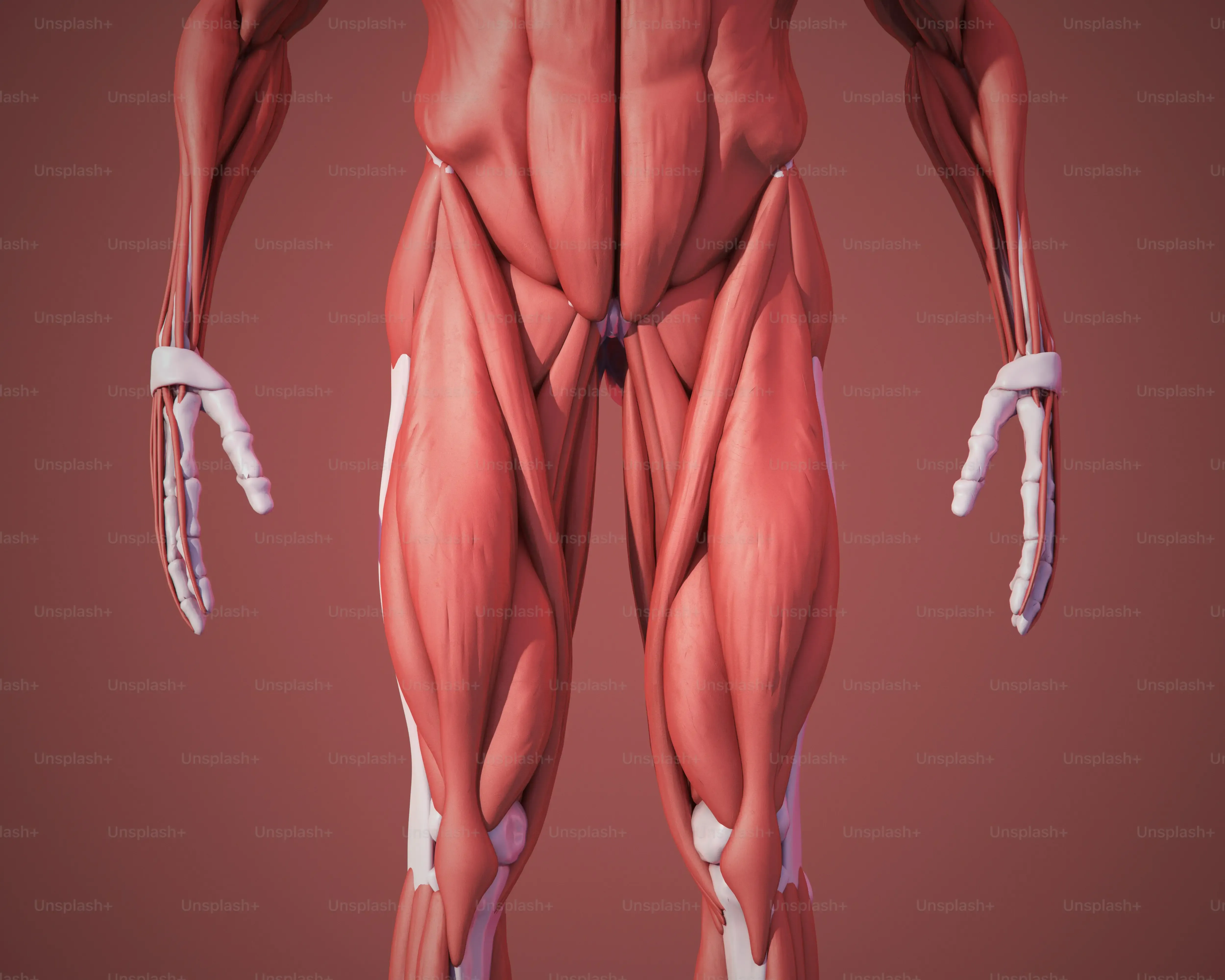 Choisir entre Calisthenics ou Musculation selon vos objectifs