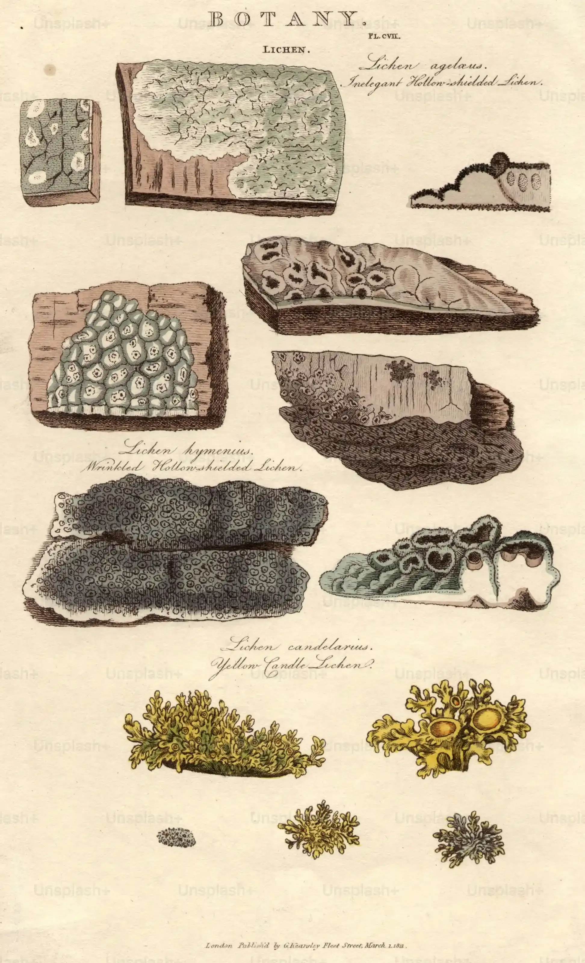 Figures clés et moments charnières dans l'histoire de la callisthénie