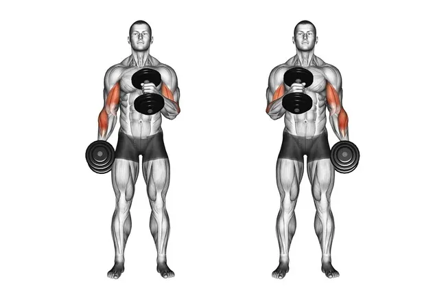 fitness ön kol hareketleri : Guide complet pour des bras définis