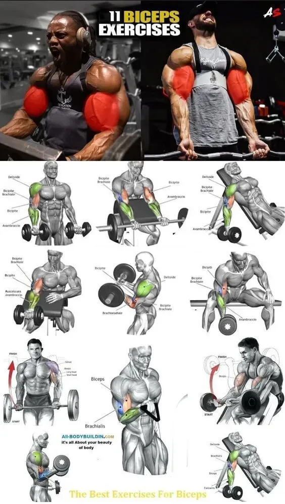 Les meilleurs exercices fitness avantbras