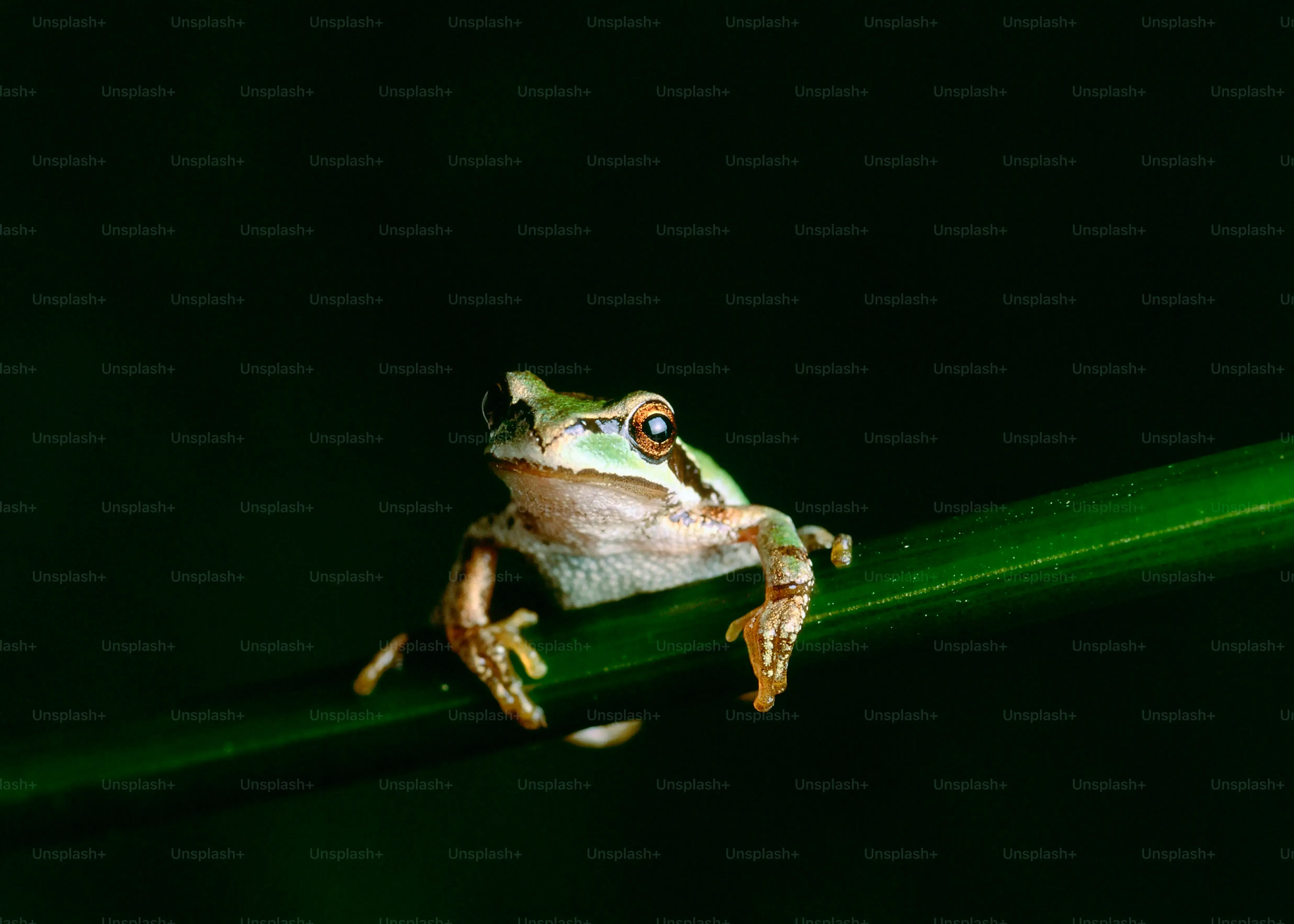 Maîtriser la Technique de la Frog Pose Calisthenics
