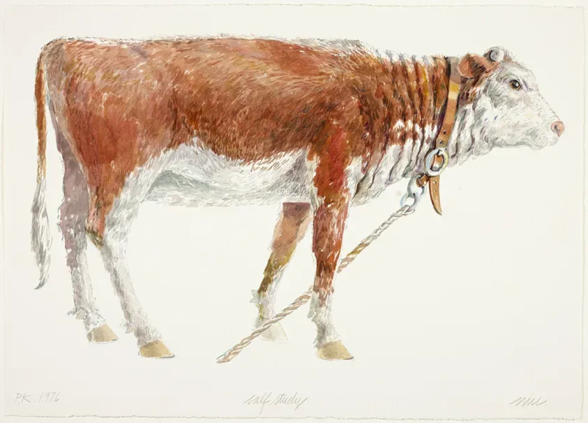 Nice et ses programmes intermédiaires : Estce fait pour vous ?